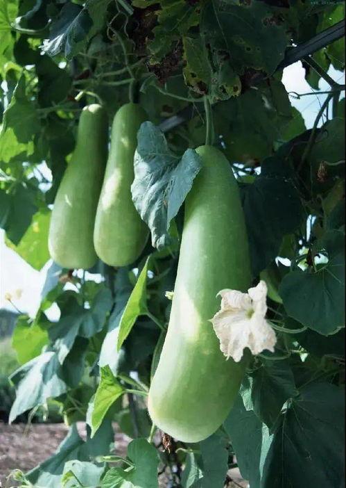 脑外伤可以吃蒲瓜吗视频,蒲瓜助力健康饮食新选择