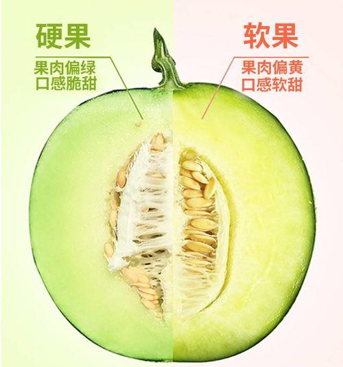 日本吃网纹哈密瓜视频,甜蜜诱惑,视觉盛宴