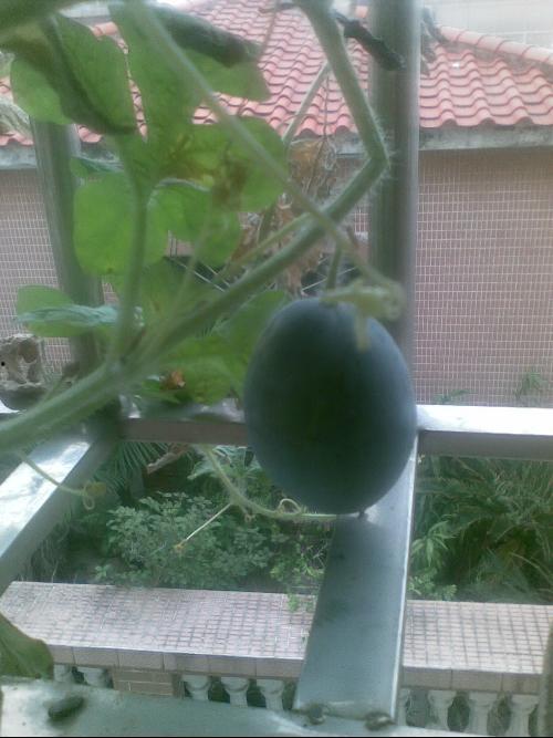 阳台上吃瓜的视频,共享夏日悠闲时光