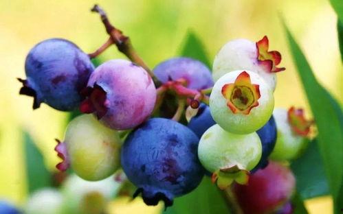 草帽哥吃八月瓜的视频,美味与挑战并存!