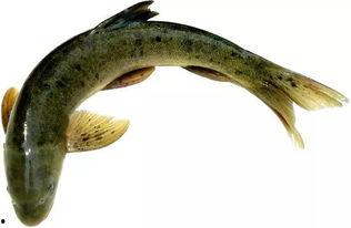 吃货吃八瓜鱼长视频,吃货挑战长视频,解锁独特海鲜美味