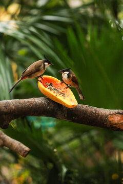 看小鸟吃瓜视频下载,跟随小鸟共赏夏日美味瓜果时光