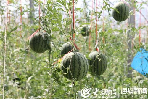 小叶瓜如何吃才好吃呢视频,小叶瓜美味食法大揭秘