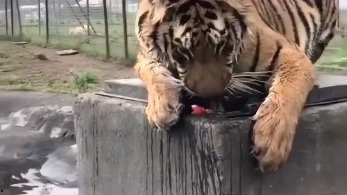 大连大虎吃瓜事件视频,一场网络热议的视觉奇观