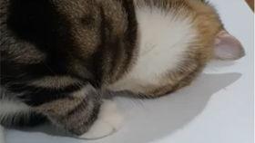 狮子猫吃瓜视频,萌态十足,网友直呼可爱爆表!