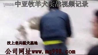 吃瓜打架网站大全最新视频,吃瓜打架网站大全精彩瞬间大盘点