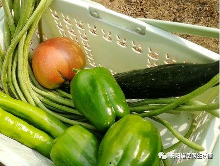 安阳塌房吃瓜视频,吃瓜群众围观娱乐圈风云变幻