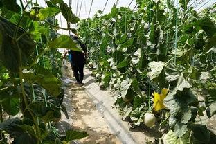 循化瓜吃瓜视频,一场视觉与味觉的双重盛宴