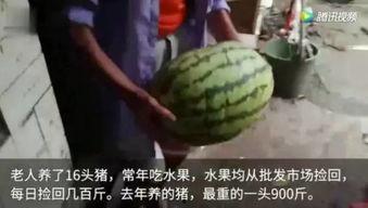 吃瓜网的视频是怎么来的,网络热点的幕后故事