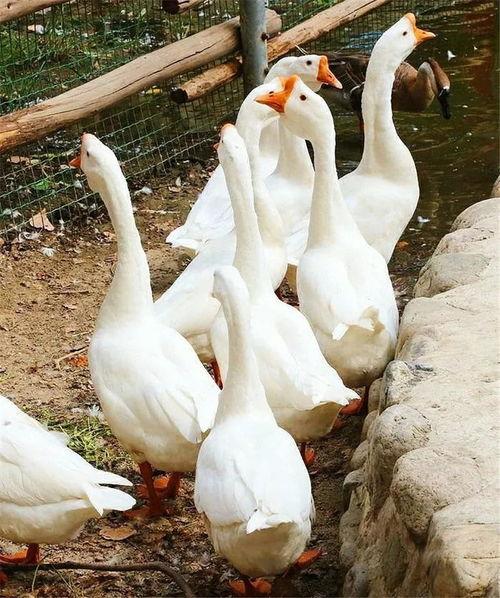 吃瓜鹅大神视频,带你领略娱乐界的风云变幻