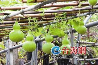 小六吃葫芦瓜视频