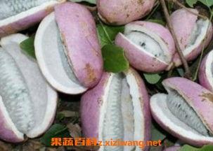 小黑妹吃八月瓜视频,美味与挑战并存！